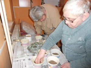 Посејано жито за Божић 12.12.2016. год.